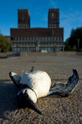 BB 05 0238 / Uria aalge / Lomvi